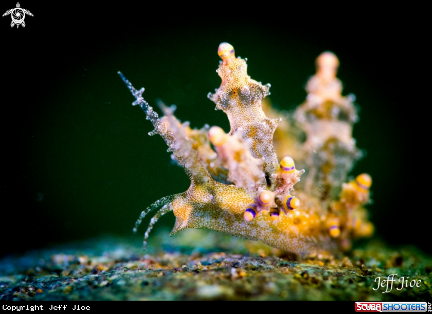 A Ocellated Eubranchus