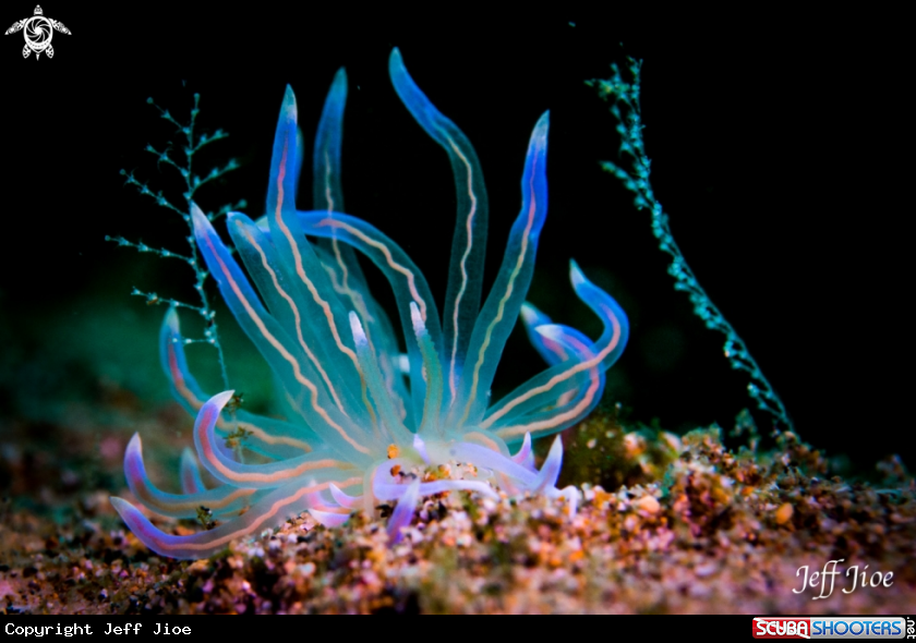 A Flabellina