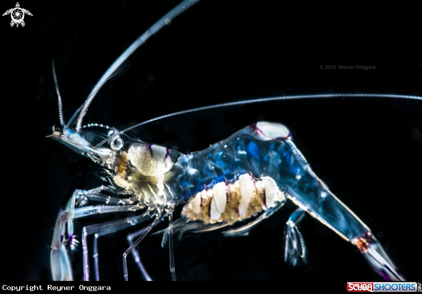 A Soft Coral Shrimp