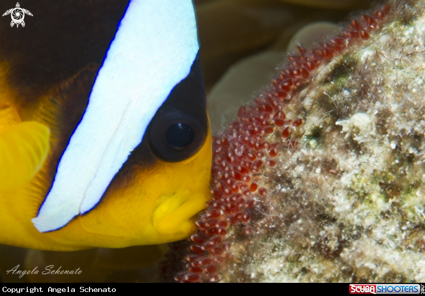 A Anemone e le uova 