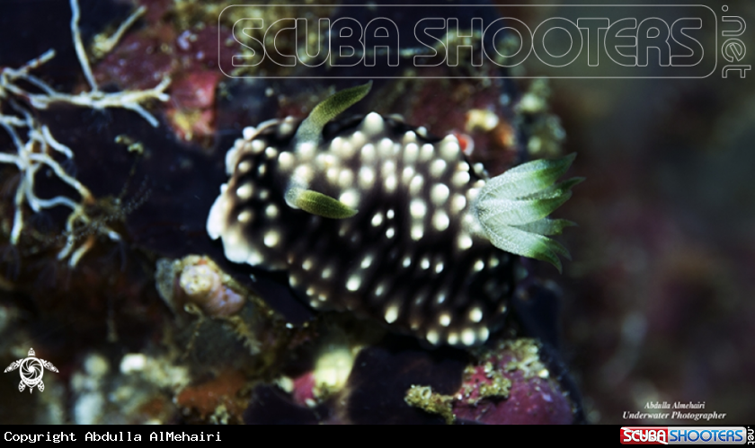 A nudibranch