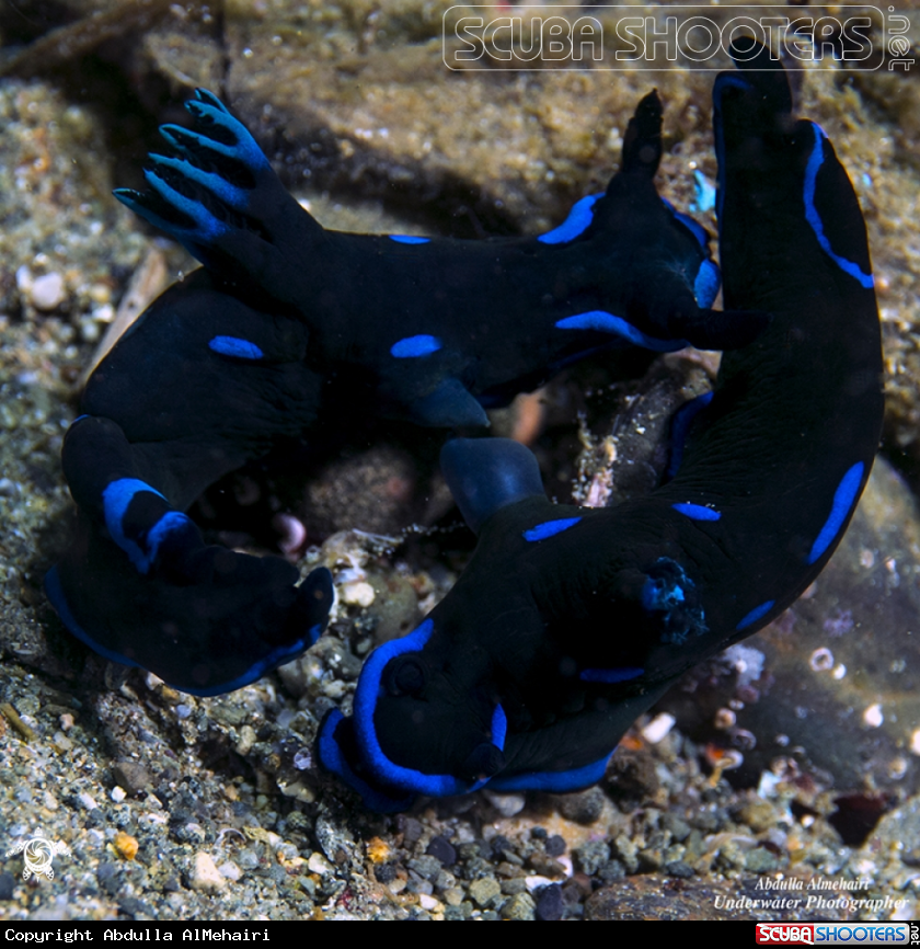 A Nudibranch 