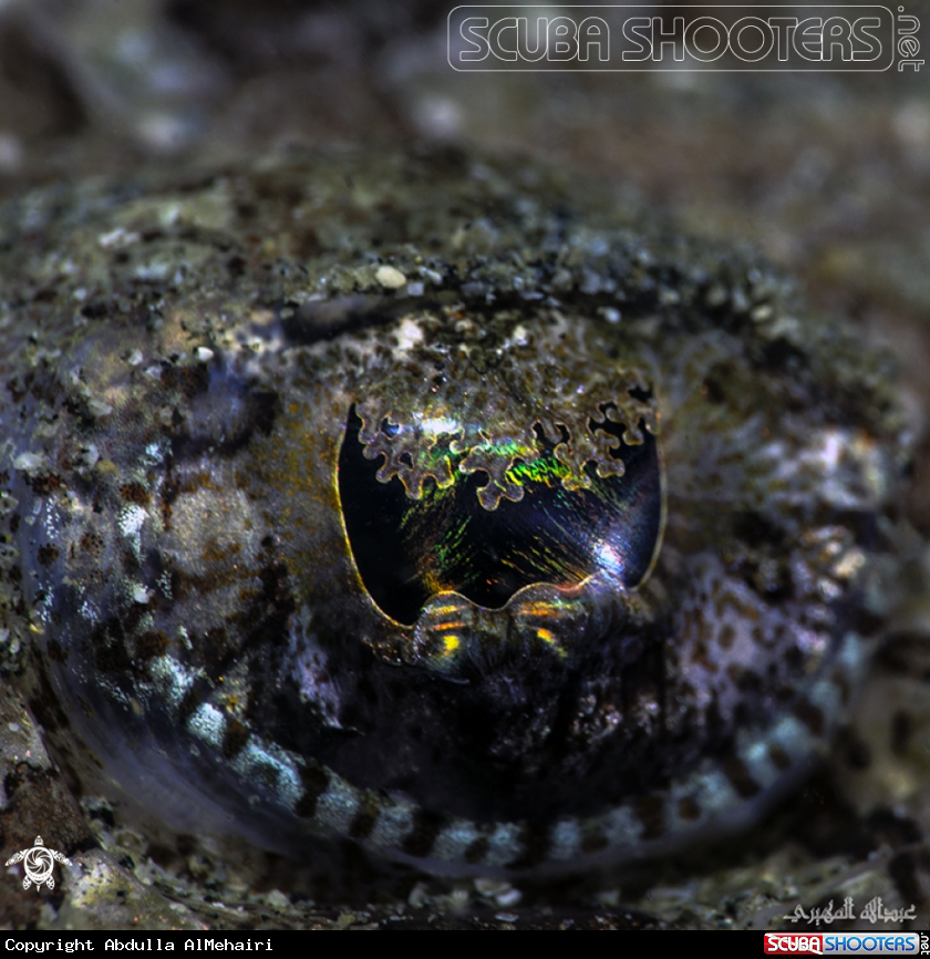 A crocodilefish