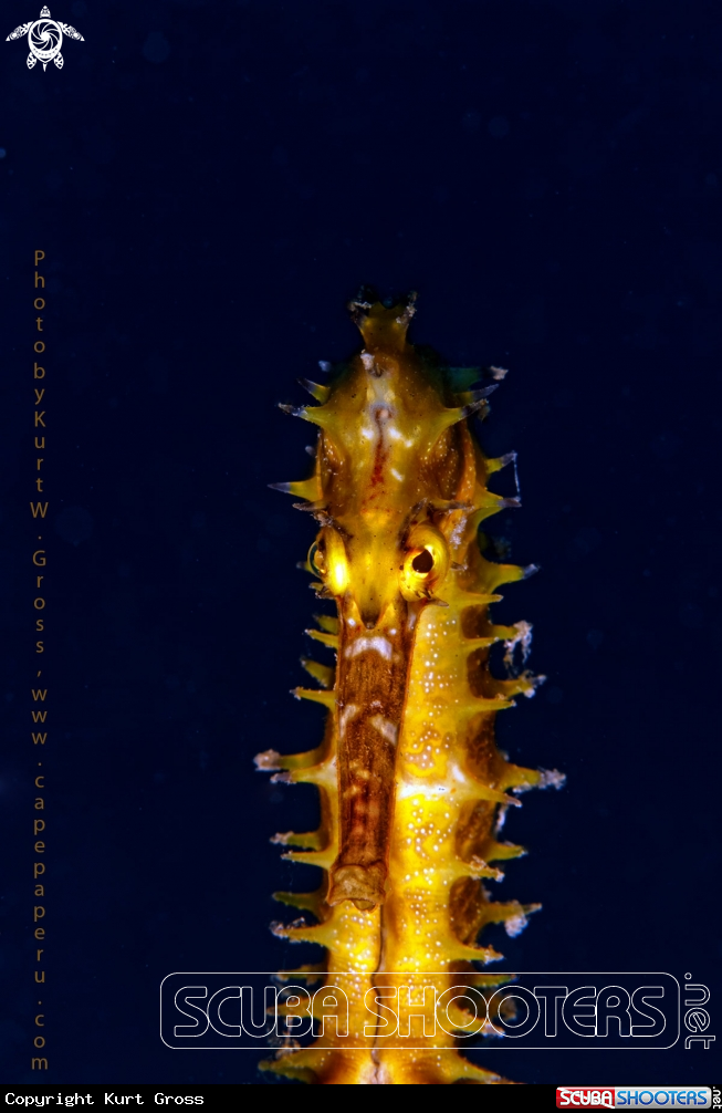 A Sea horse