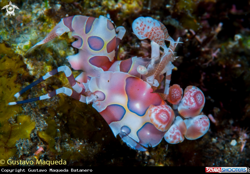 A Gamba Arlequin