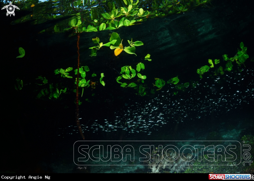 A Mangrove tree 