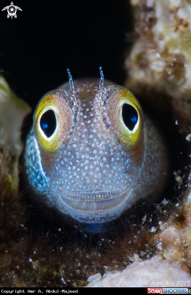 A Bluebelly blenny 