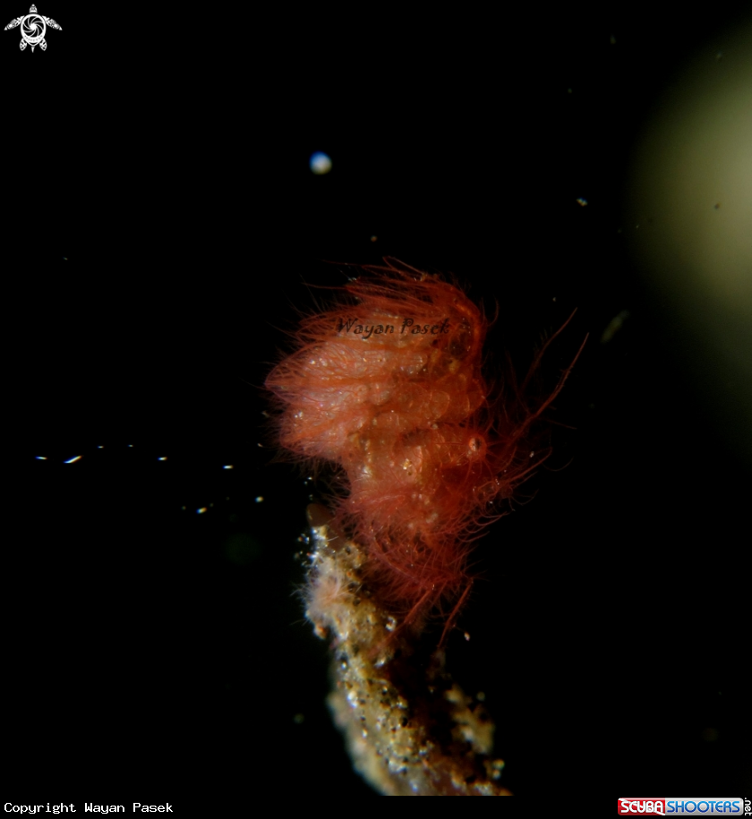 A algae shrimp