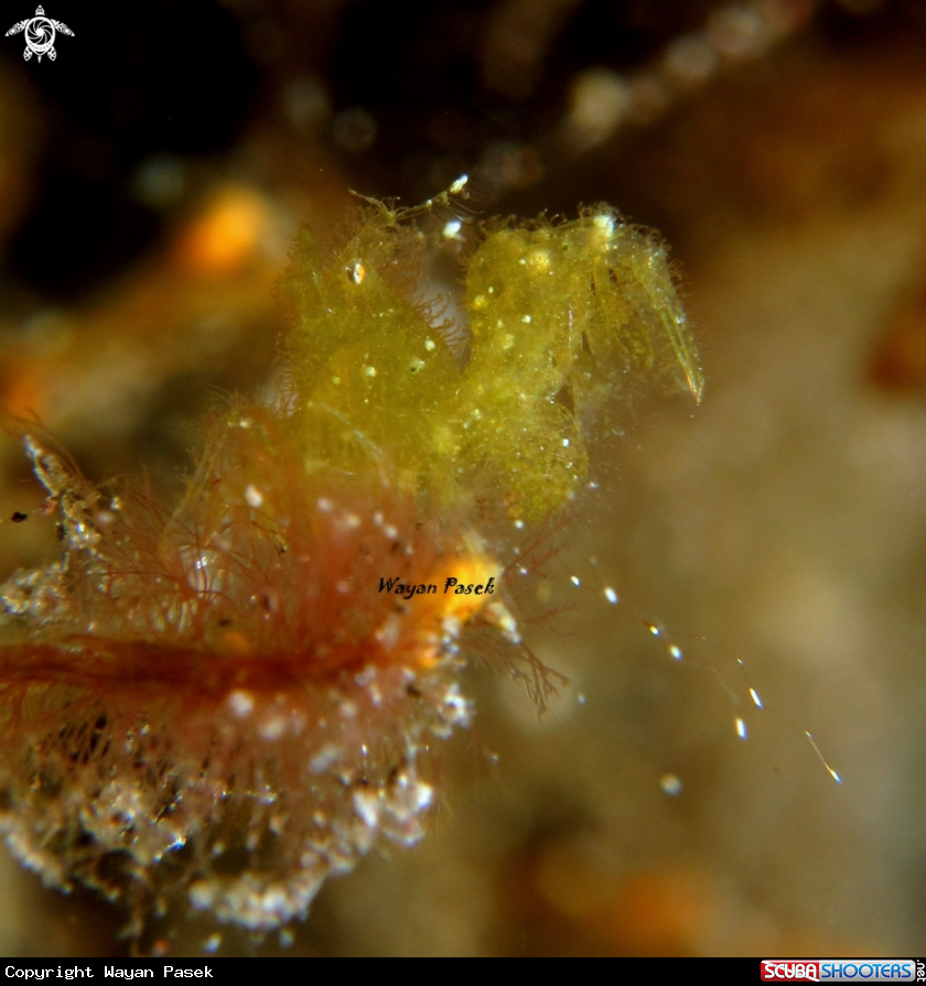A algae shrimp
