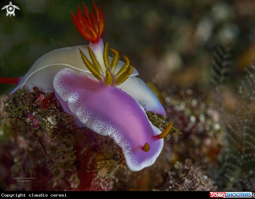 A Hypselodoris bullockii (L) and  Hypselodoris apolegma (R)