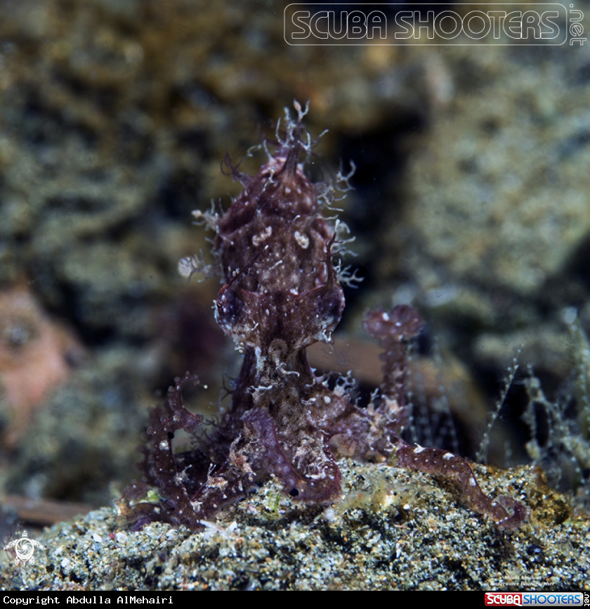 A Hairy Octopus