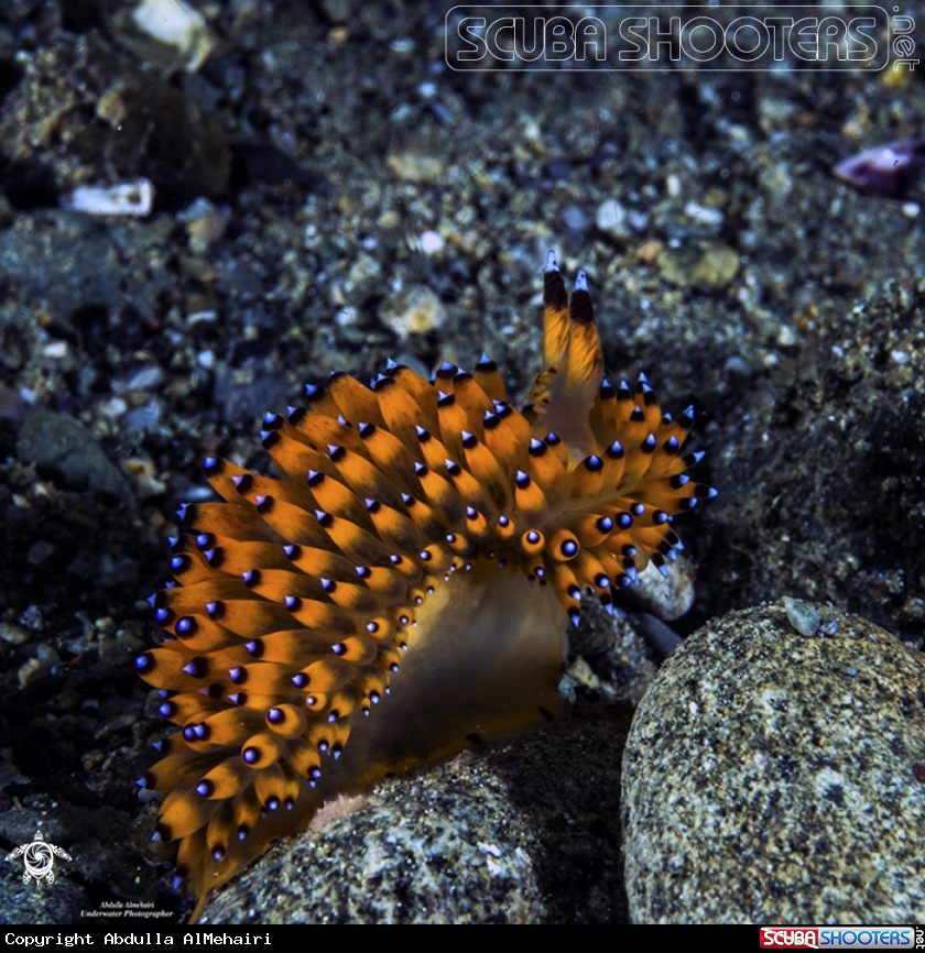 A nudibranch 
