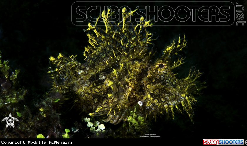 A Weedy Scorpionfish