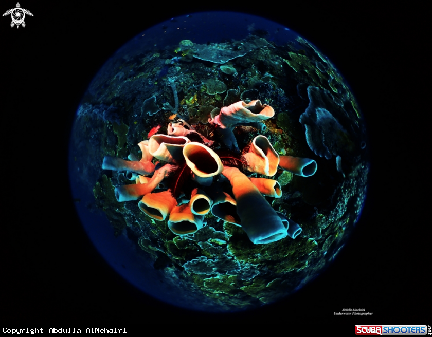 A Coral Reef