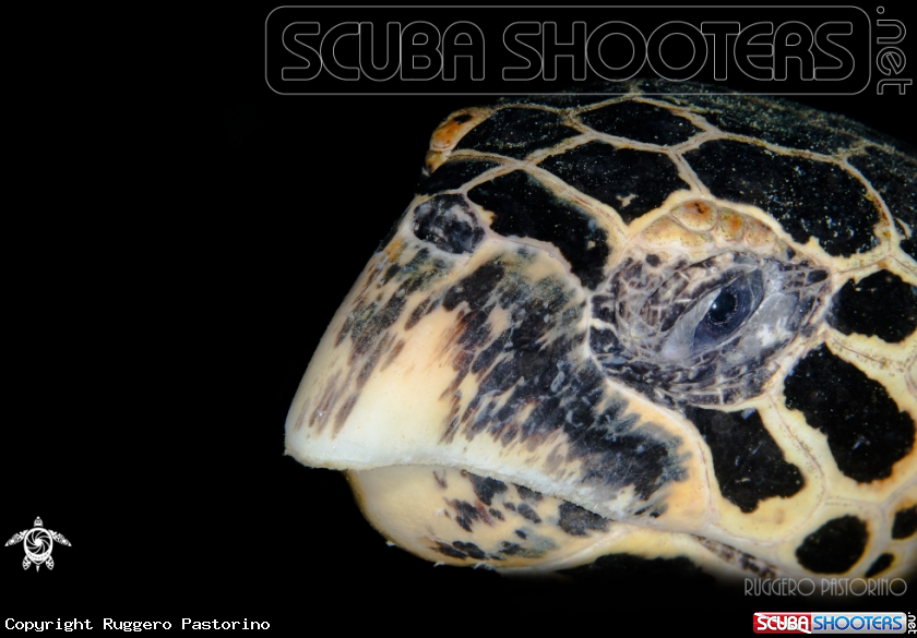 A Hawksbill turtle