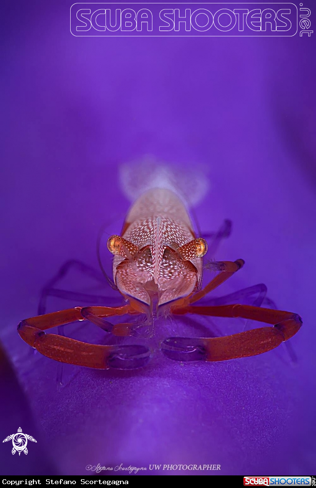 A Zenopontonia rex atop Hypselodoris apolegma