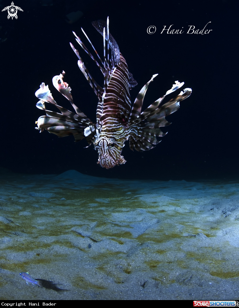 A lionfish