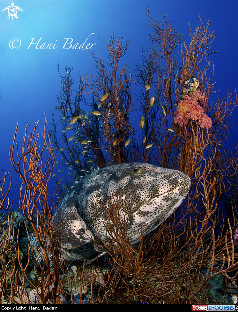 A grouper
