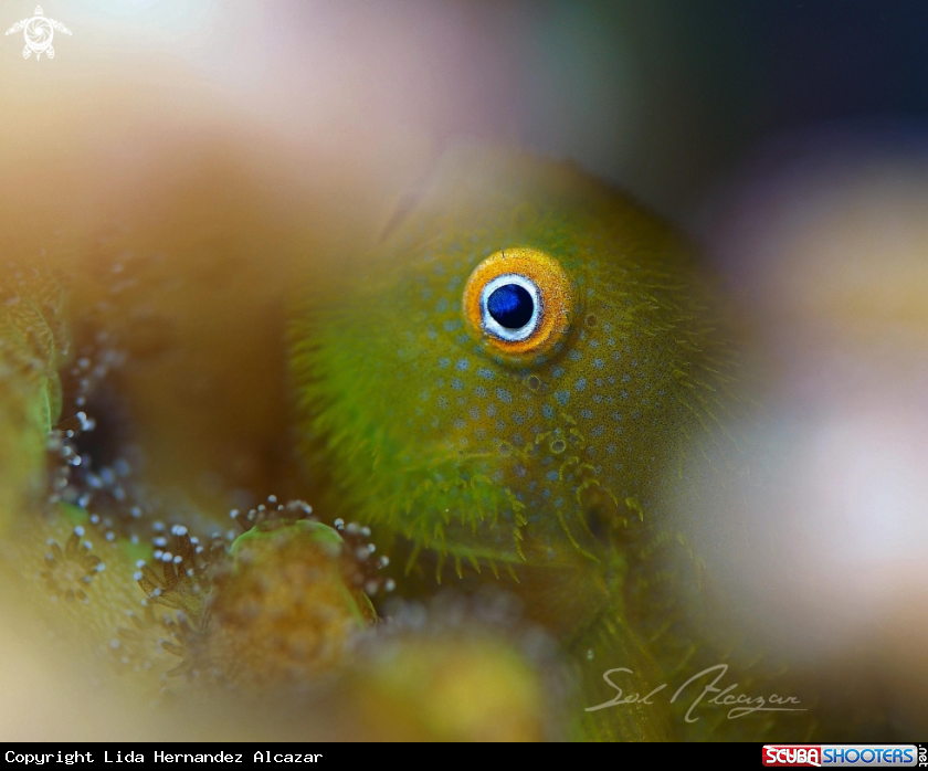 A Bearded coral goby