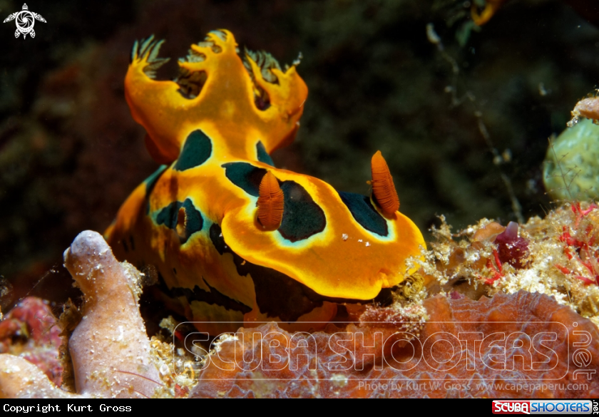 A Nudibranche