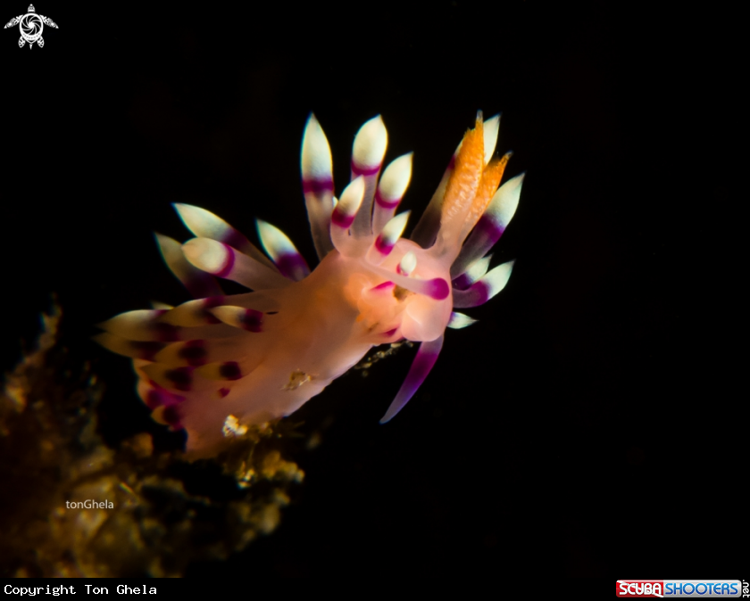 A Nudibranch