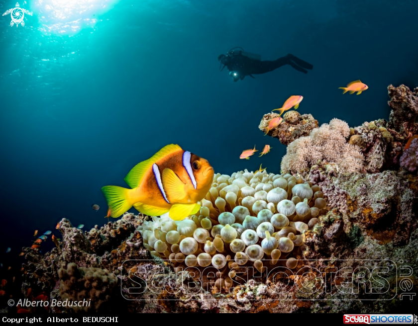 A Clownfish