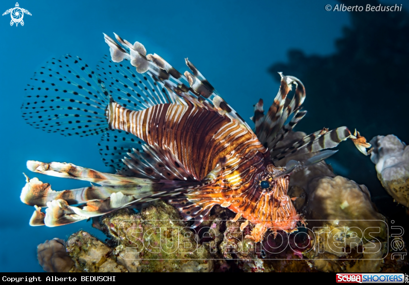 A Lionfish