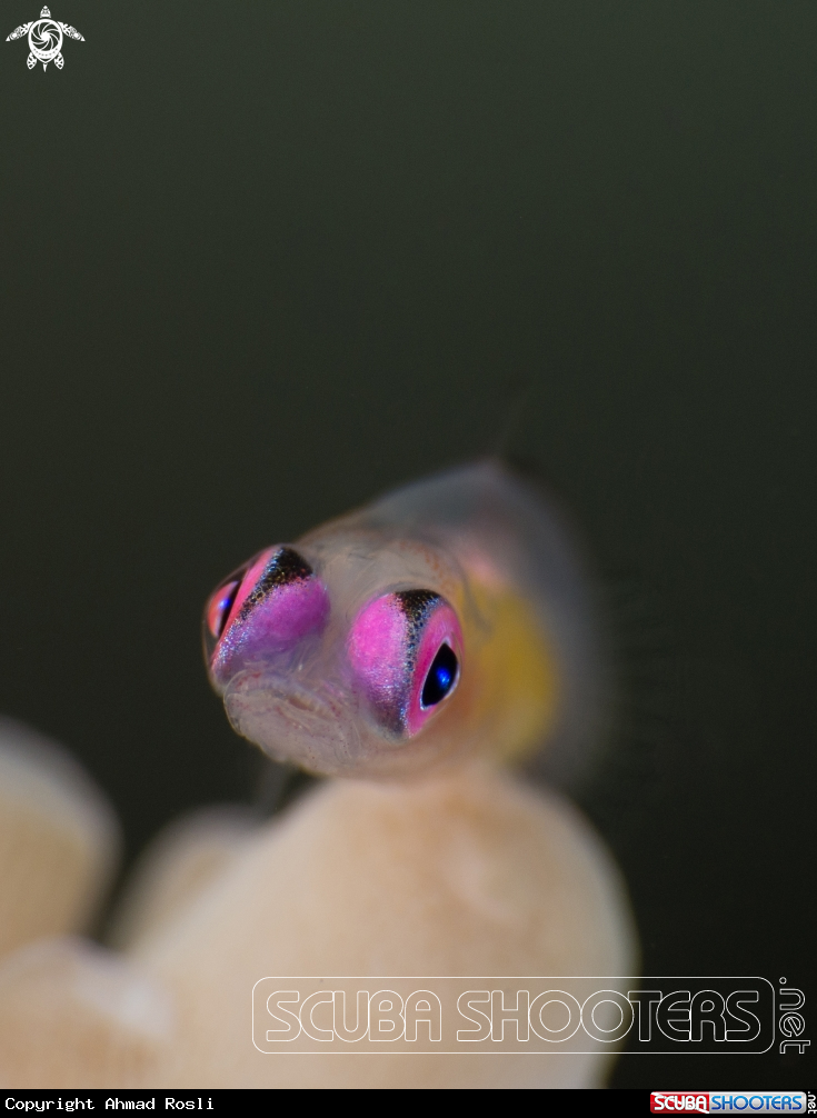 A Pink Eyed Goby