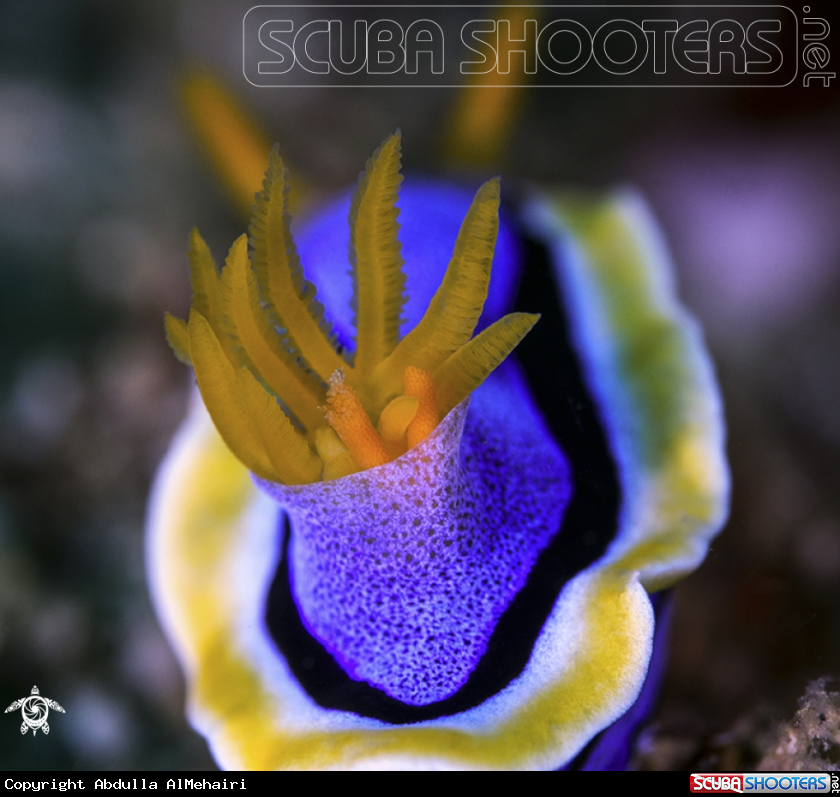 A chromodoris annae