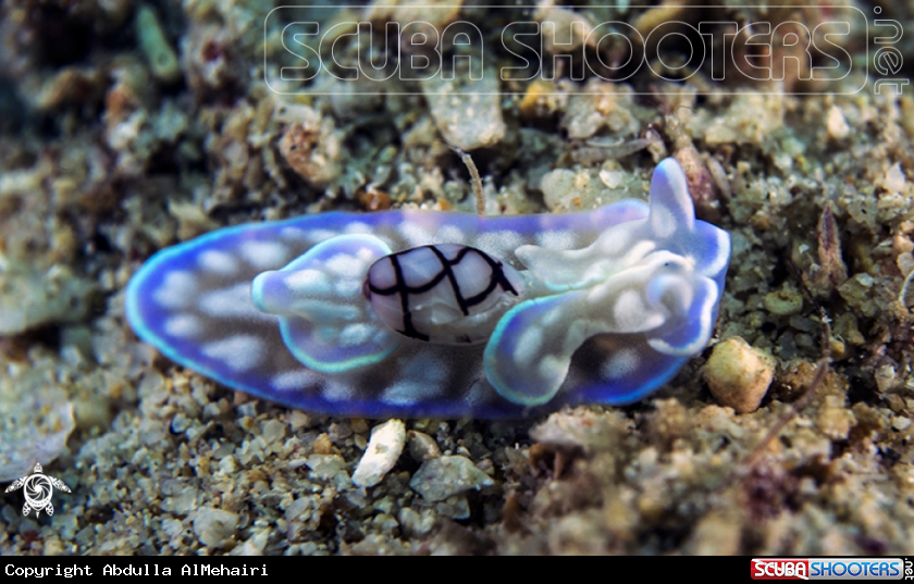 A nudibranch 