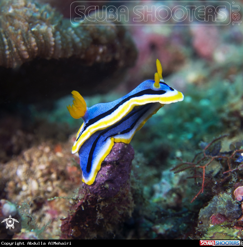 A nudibranch