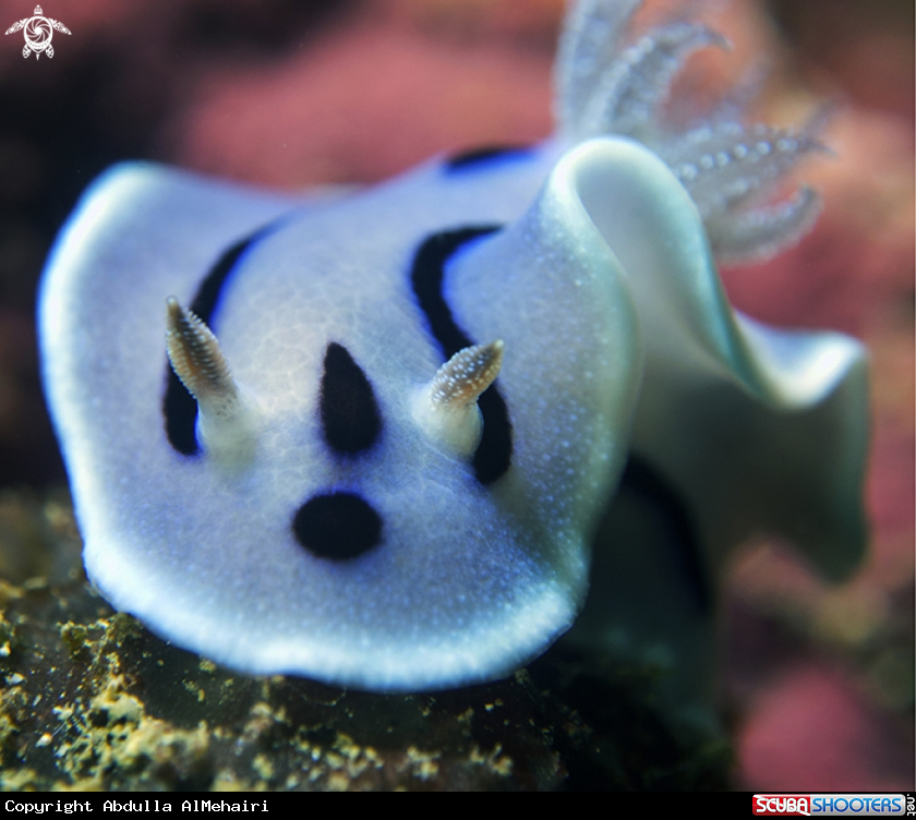 A nudibranch