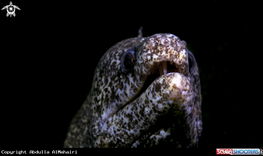 A Moray Eel