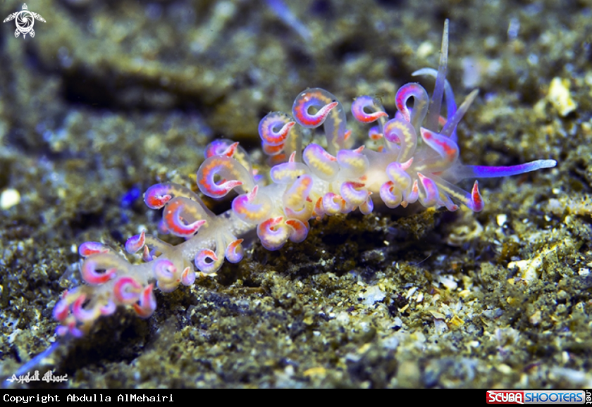 A nudibranch