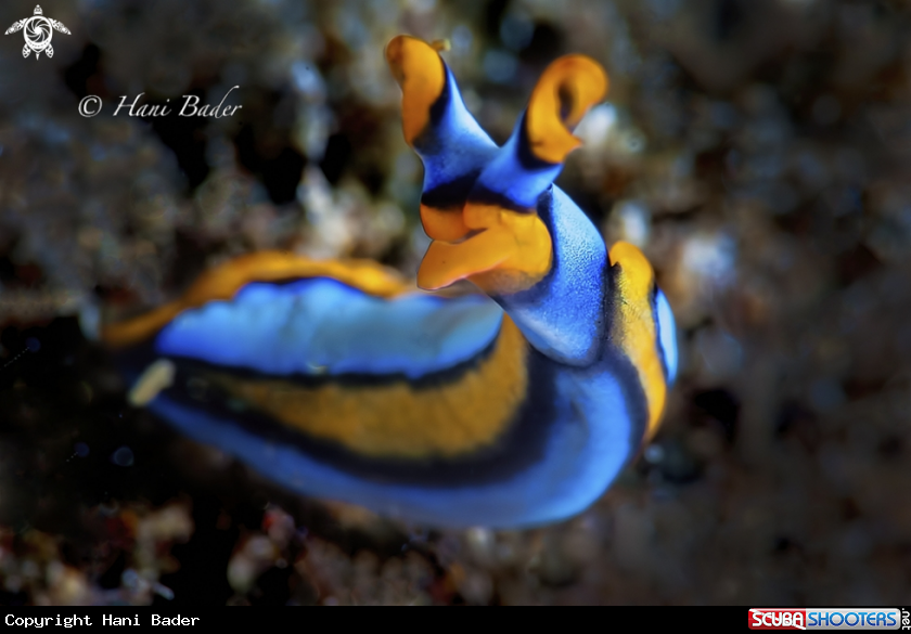A nudibranch