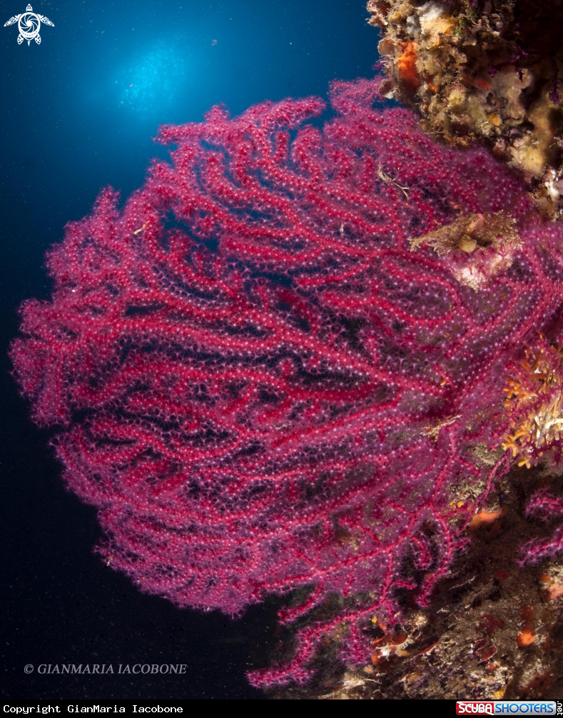 A Gorgonian