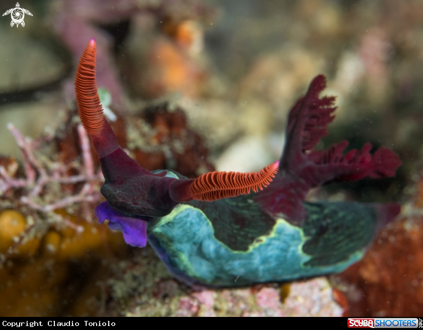 A Nembrotha