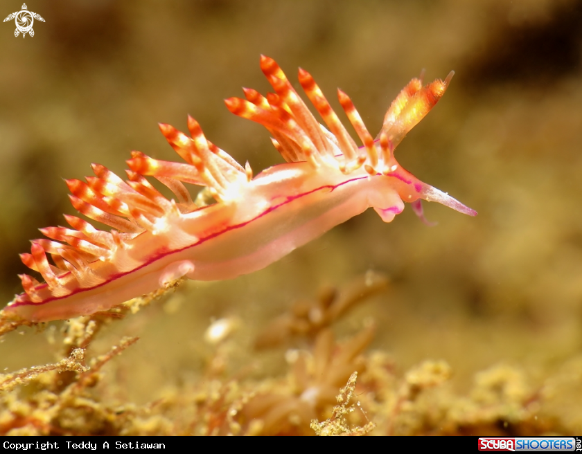 A nudibranch