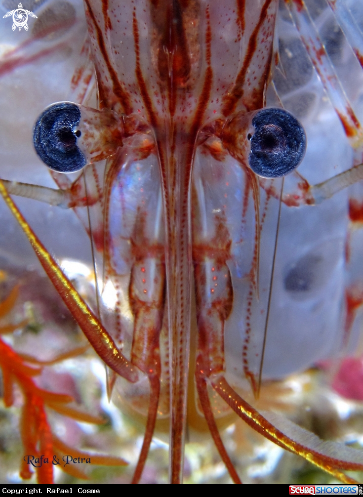 A underwater creature