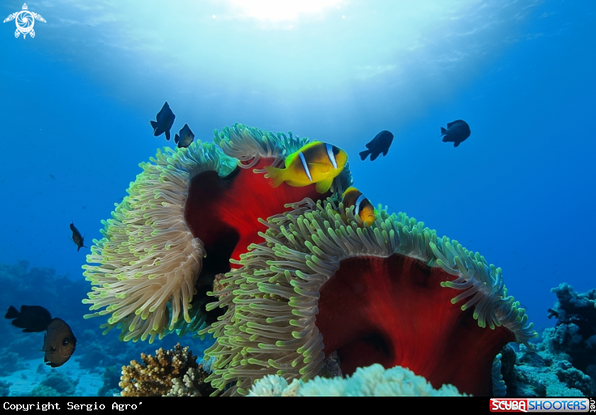 A Amphiprion bicinctus