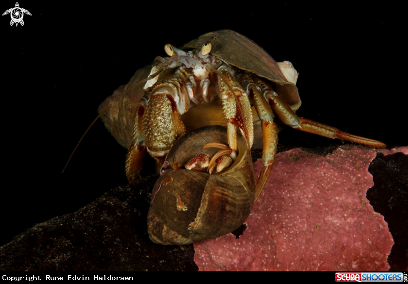 A Hermit Crab