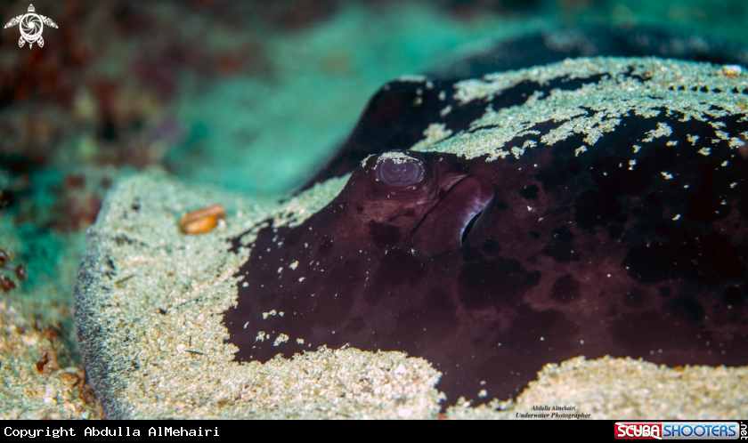 A Stingray