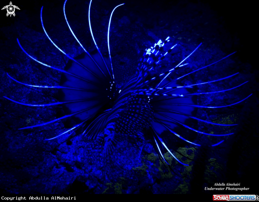 A Lionfish