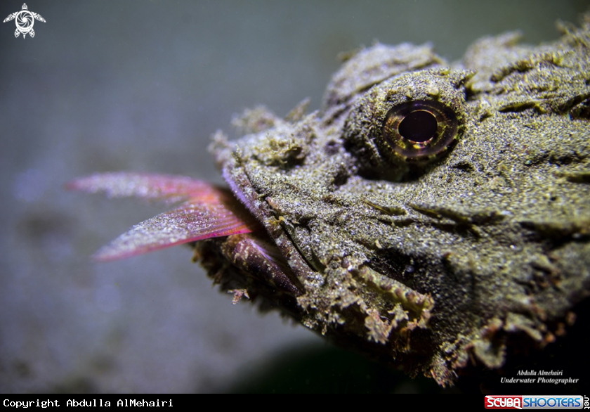 A Scorpion fish 