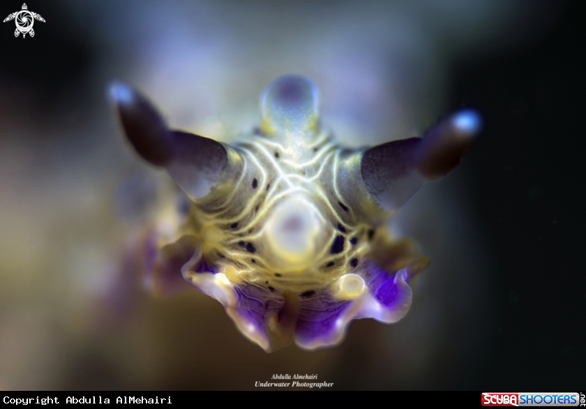 A nudibranch
