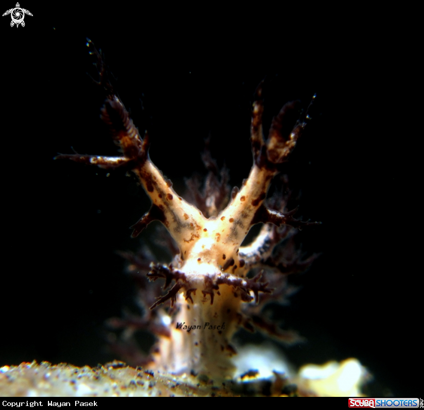 A dendronotus regius
