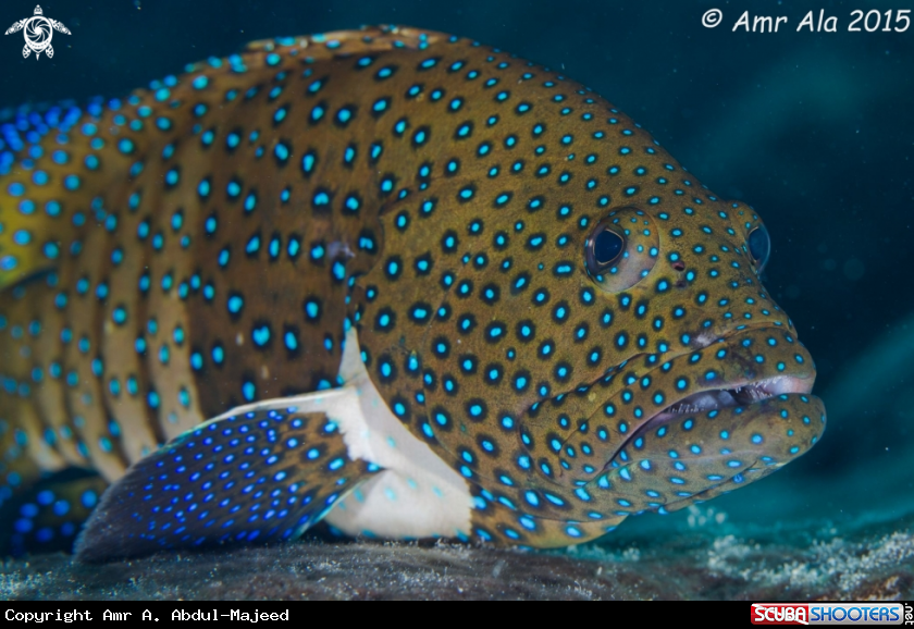 A Grouper 
