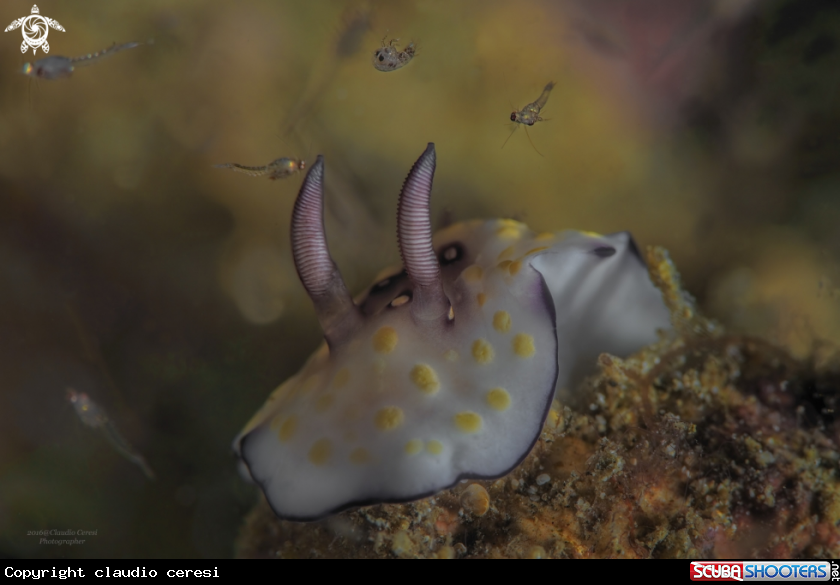 A Goniobranchus annulatus