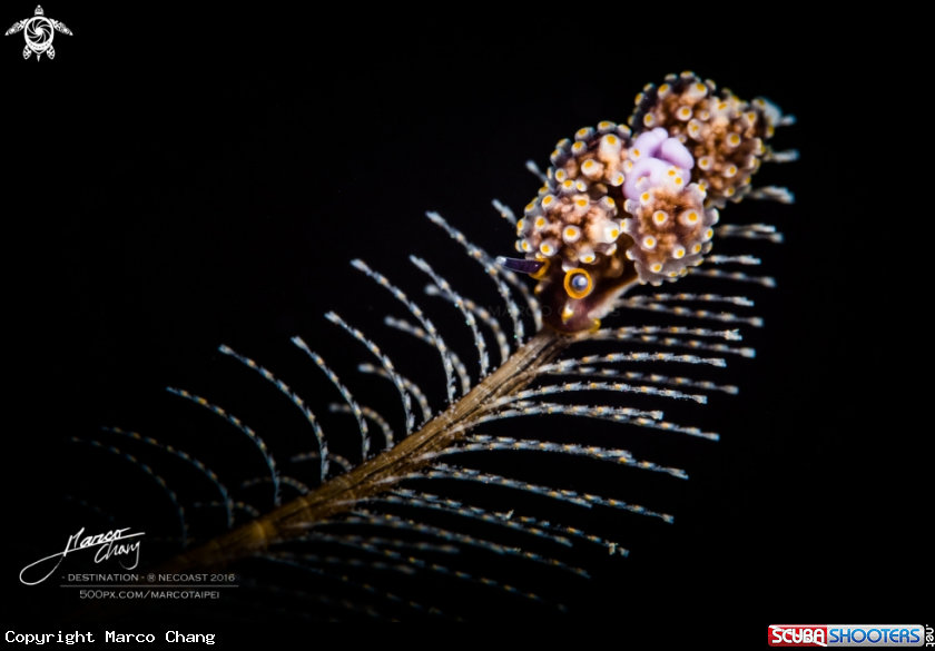 A nudi