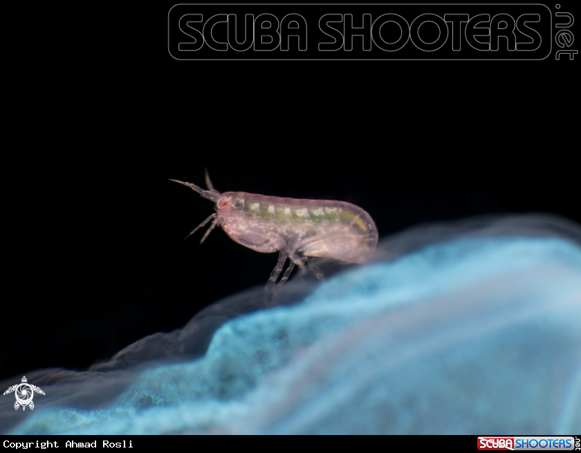 A BUG